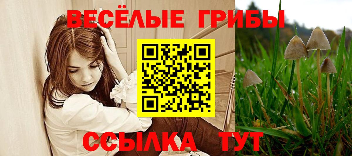Псилоцибиновые грибы Psilocybe Борисоглебск